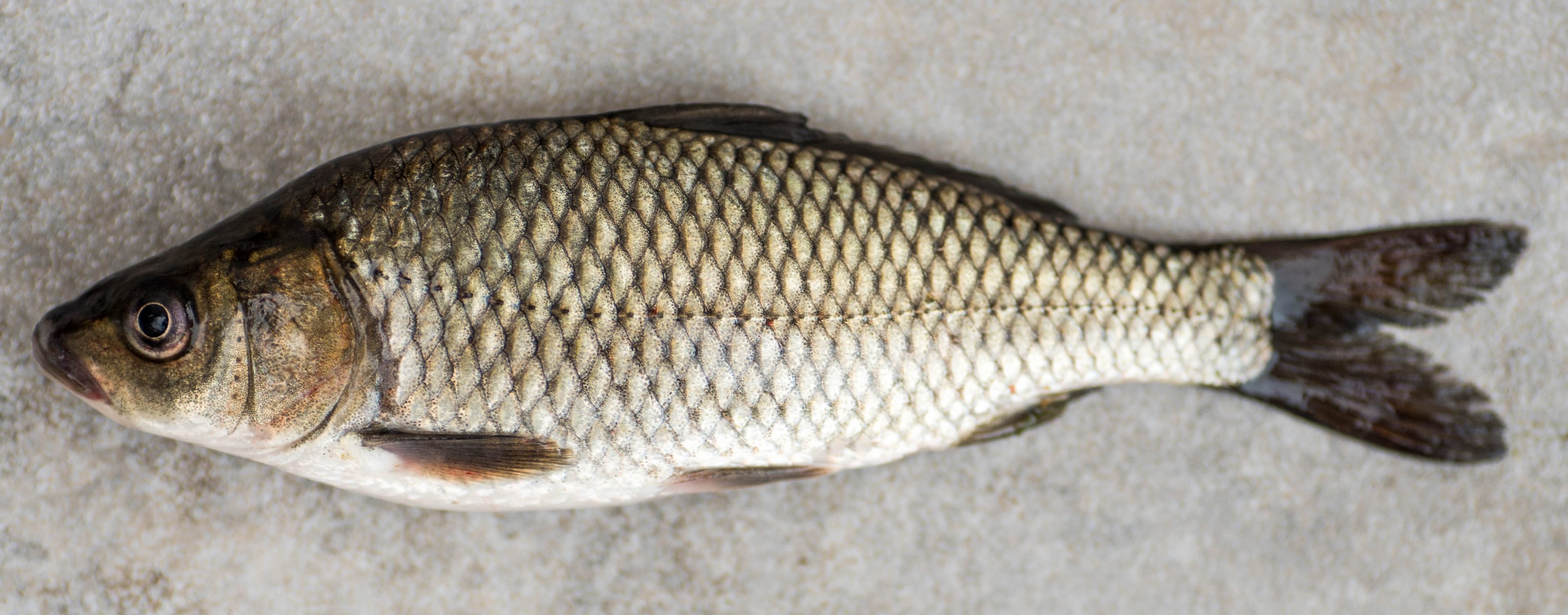 (Cyprinus Linnaeus, 1758) Род Ципринусы, Циприны, Карпы, Сазаны, Genus